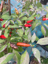 Load image into Gallery viewer, Pickles Blood (Grifter) (Pepper Seeds)