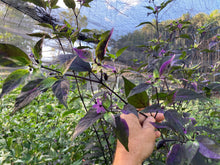 Load image into Gallery viewer, Red Trixster XD (Pepper Seeds)