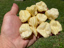 Load image into Gallery viewer, KrémNine (T-E)(Pepper Seeds)