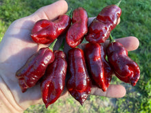 Load image into Gallery viewer, Maroon Voltron (T-E)(Pepper Seeds)