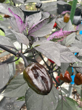 Load image into Gallery viewer, Bryan’s Emperor Blood (Pepper Seeds)