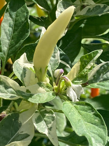 Hot Pallet (Pepper Seeds)