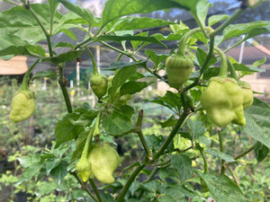 Morangum XLP (Pepper Seeds)