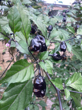 Load image into Gallery viewer, PurpleGum Black Cream (Pepper Seeds)