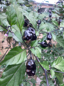 PurpleGum Black Cream (Pepper Seeds)