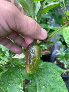 Thunder Nugs (Pepper Seeds)