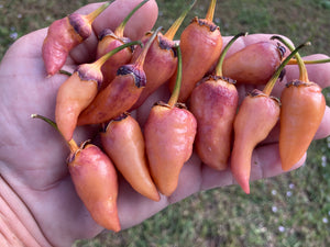 BBG Pink Horizon (Pepper Seeds)