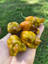 Load image into Gallery viewer, Golden Haze Horizon (Pepper Seeds)