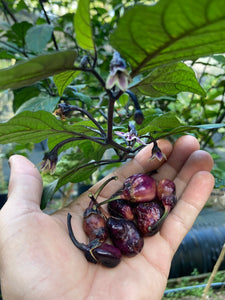 PurpleGum Black Cream (Pepper Seeds)