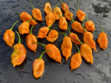 Load image into Gallery viewer, Sharknado Outbreak (T-E)(Pepper Seeds)