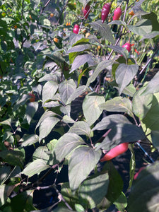 Chuparita Mix) (T-E) (Pepper Seeds)