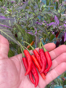 Lost Boys (T-E) (Pepper Seeds)