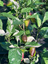 Load image into Gallery viewer, Thunder Nugs (Pepper Seeds)