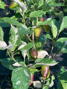 Thunder Nugs (Pepper Seeds)