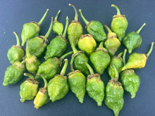 Load image into Gallery viewer, MonsterGum Leopard (Green)(Pepper Seeds)