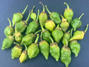 MonsterGum Leopard (Green)(Pepper Seeds)