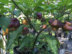 Roxa Lantern (Pepper Seeds)