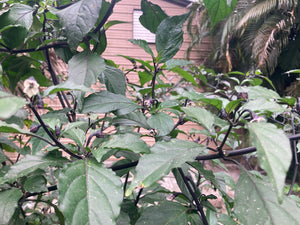 PurpleGum Black Cream (Pepper Seeds)