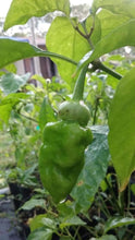Load image into Gallery viewer, Morangum XLP (Pepper Seeds)