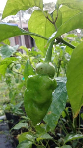 Morangum XLP (Pepper Seeds)