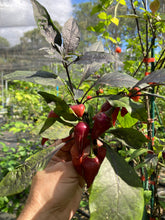 Load image into Gallery viewer, Pink Wendigo (T-E) (Pepper Seeds)