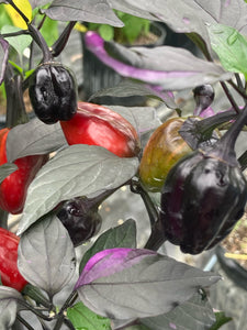 Bryan’s Emperor Blood (Pepper Seeds)