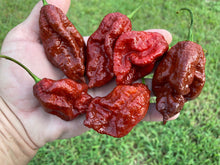 Load image into Gallery viewer, Ghost Scorpion Chocolate (T-E) (Pepper Seeds)