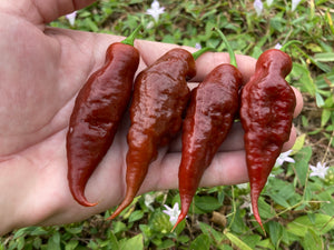 Caramello (Pepper Seeds)