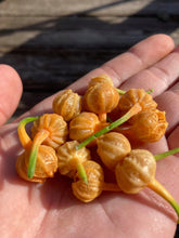 Load image into Gallery viewer, Jes&#39;s Morangum Orange (Pepper Seeds)