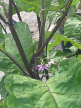 Load image into Gallery viewer, Bhut Jolokia Purple/Peach (Pepper Seeds)