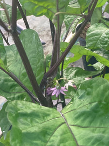 Bhut Jolokia Purple/Peach (Pepper Seeds)