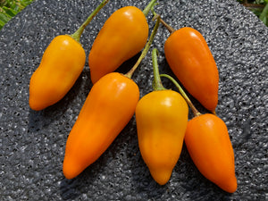 Aji Jamy (Pepper Seeds)