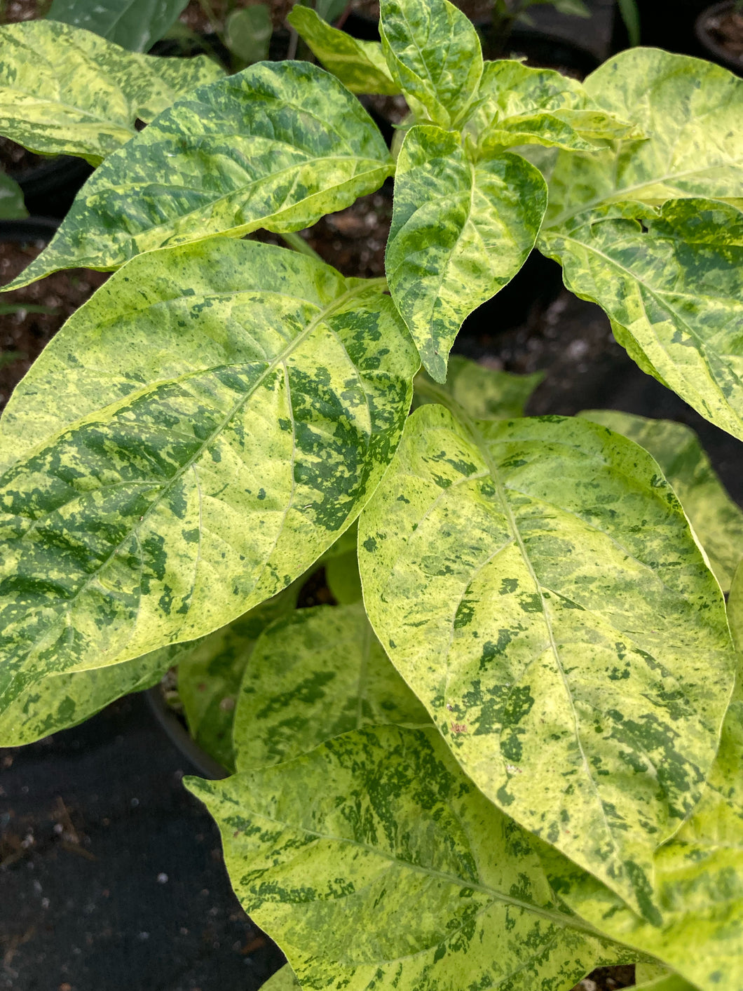 Ninfadora (Pepper Seeds)