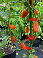 Load image into Gallery viewer, Thunder Nugs (Pepper Seeds)