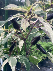 BadPhish (Pepper Seeds)