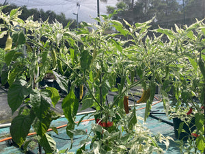 Tiger Thunder (Pepper Seeds)