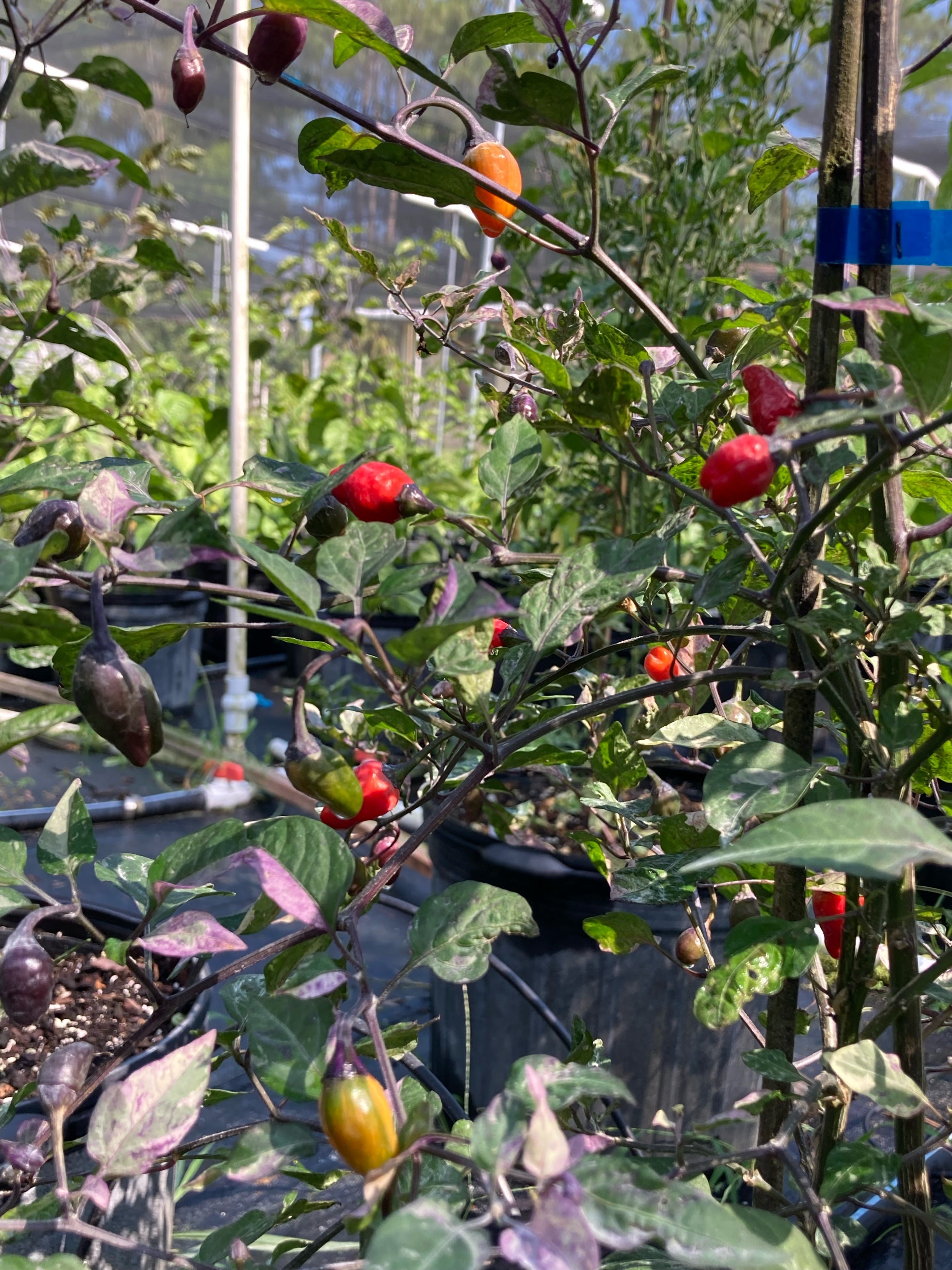 レッドペッパー Red Trixster (Pepper Seeds) – Towns-End Chili & Spice