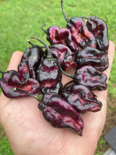 Load image into Gallery viewer, Pandora’s Box Pimenta Jolokia/PJ Mix (Pepper Seeds)