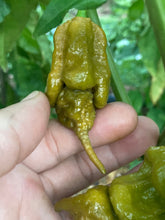 Load image into Gallery viewer, OMG Ghost Scorpion T-E (Limited)(Pepper Seeds)