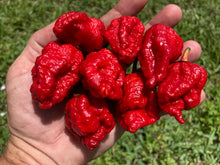 Load image into Gallery viewer, MedullaGum (Pepper Seeds)
