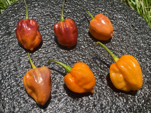 Purple Uprising Orange (Pepper Seeds)