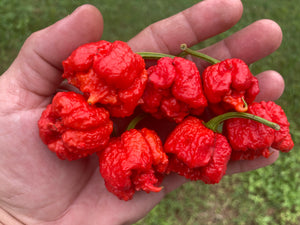 Carolina Reaper Red (Pepper Seeds)