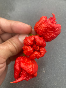 Carolina Reaper Red (Pepper Seeds)