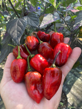 Load image into Gallery viewer, Bryan’s Vulcan Blood (Pepper Seeds)