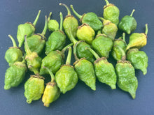 Load image into Gallery viewer, MonsterGum Leopard (Green)(Pepper Seeds)