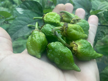 Load image into Gallery viewer, MonsterGum Leopard (Green)(Pepper Seeds)