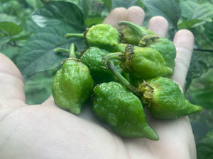 MonsterGum Leopard (Green)(Pepper Seeds)