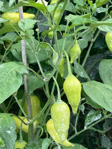 Aji Jamy (Pepper Seeds)