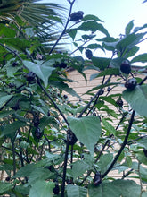 Load image into Gallery viewer, PurpleGum Black Cream (Pepper Seeds)