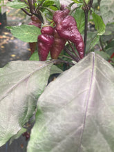 Load image into Gallery viewer, Pink Wendigo (T-E) (Pepper Seeds)